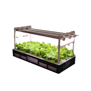 New type indoor Hydroponic lettuce Microgreen Vegetables hydroponic growing system