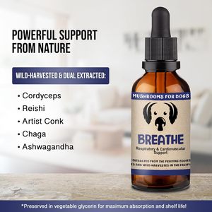 Complément alimentaire OEM pour la santé des animaux de compagnie, à base d'extrait de champignon et d'adaptogènes, pour chiens ayant des problèmes respiratoires - Product Image 4