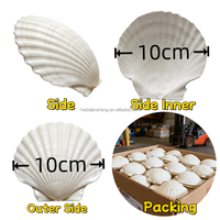 Coquilles Saint-Jacques blanches propres, matériaux faits à la main pour projets DIY, ornements artisanaux et décoration intérieure sur le thème de la plage