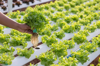 Système de culture hydroponique NFT pour serre verticale Seedafarm, circulation rapide de l'eau, cycle de croissance rapide des légumes à feuilles courtes, simple