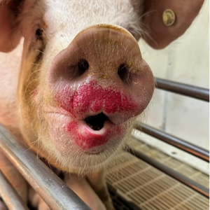 Fabricant d'équipements agricoles pour porcs/chèvres/moutons/bovins en Chine, production de divers équipements d'aquaculture - Product Image 3