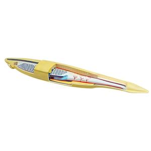 Modello Anatomico Ingrandito di Amphioxus con Struttura Interna Completa per l'Esposizione dell'Anatomia degli Invertebrati - Product Image 4