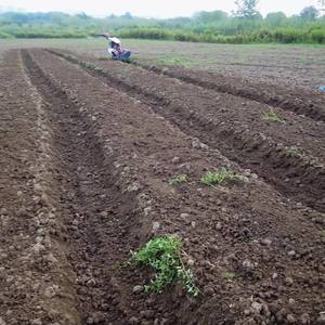 170F 7HP gasolina hand-held pomar amaragem máquina rebento para vala solo agricultura rebento - Product Image 3