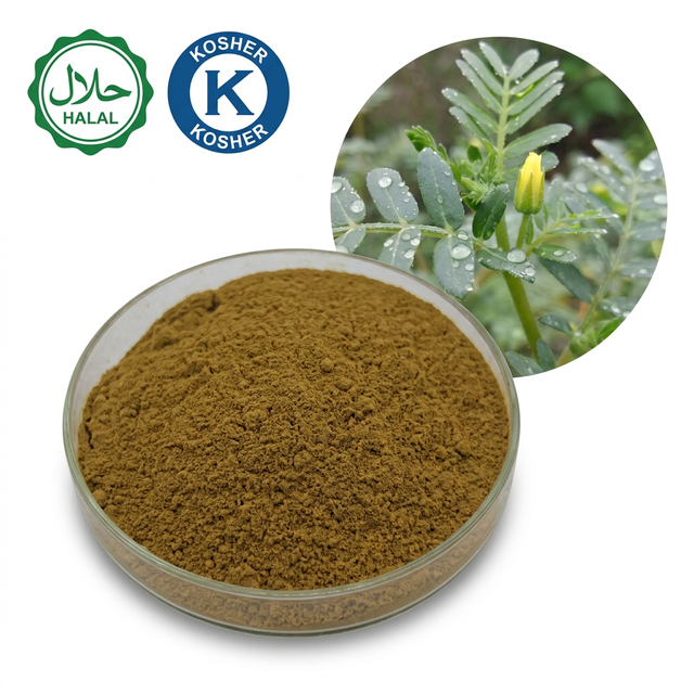 Factory Supply DC Grade Tribulus Terrestris Extract 98% Steroidal Saponins With HALAL KOSHER Certificates