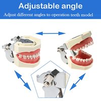 Outil d'étude pédagogique dentaire pour adultes : Typodont articulé avec 28 dents amovibles, modèle d'anatomie dentaire CE/ISO