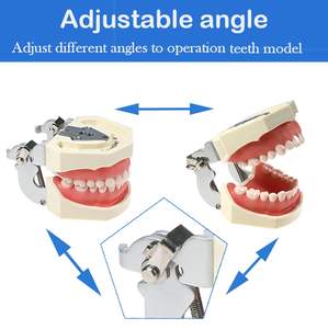 Modello Dentale Adulto Completamente Smontabile, Strumento Didattico per Studio, Tipodonte Articolato con 28 Denti Rimovibili - Product Image 4