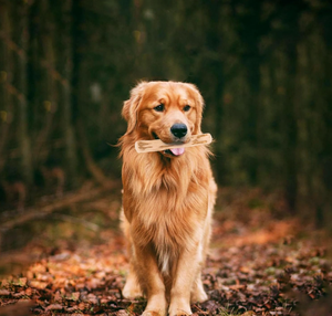 Juguete Masticable de Madera Ecológico para Perros, Palo de Madera de Café para Cachorros, Limpieza Dental, Alivio del Estrés - Product Image 6