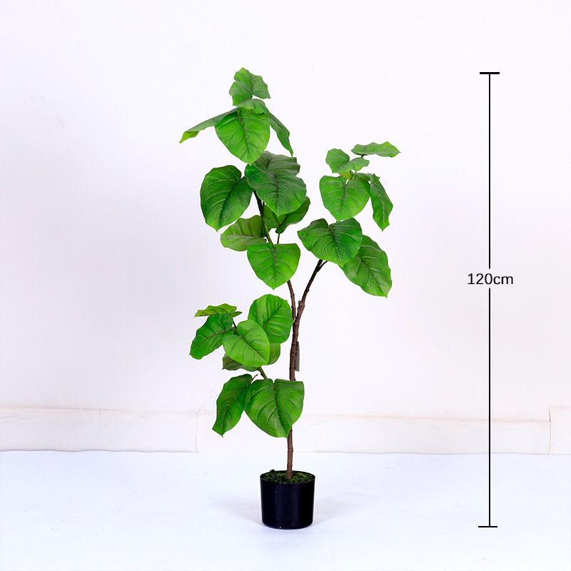 Ficus Heartleaf vert printemps 120cm