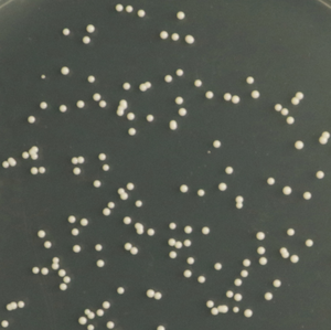 Agar de Patata y Dextrosa (Marca Haibo, Origen Shanghái, China, CAS 0233-12) para la enumeración de moldes y levaduras (Farmacópoea China) - Product Image 1