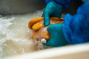 Italian Bottarga Sarda Sapori Top-Selling Whole Mullet Gourmet <b>Roe</b> 10+ 170-200g Vacuum Packed for Discerning Tastes - Product Image 6