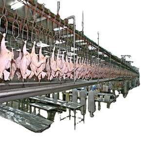 Halal chicken slaughter processing line for Muslim slaughterhouse