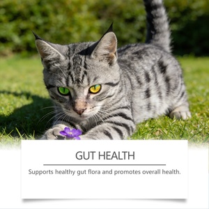 Gotas Probióticas Kriath <span class=keywords><strong>para</strong></span> <span class=keywords><strong>Gatos</strong></span>, Ingredientes Suaves <span class=keywords><strong>para</strong></span> <span class=keywords><strong>Gatos</strong></span> de Todas las Edades, Cuidado Diario del Cuerpo, Salud Intestinal - Product Image 2