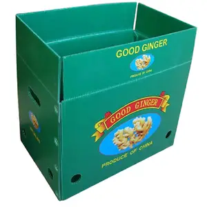 Corflute Correx de PP reciclable, caja de espárragos de maíz, granos de uva de jengibre, cortonplast Coroplast Okra