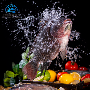 Bán buôn của chất lượng cao và giá cả phải chăng cá rô phi bởi Trung Quốc nhà sản xuất tươi đông lạnh toàn bộ cá rô phi - Product Image 6