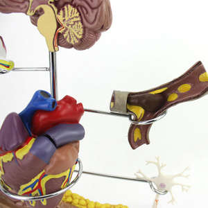 Modelo Anatómico Desmontable <span class=keywords><strong>de</strong></span> Patología Humana <span class=keywords><strong>de</strong></span> PVC, Modelo <span class=keywords><strong>de</strong></span> Enseñanza <span class=keywords><strong>de</strong></span> Anatomía <span class=keywords><strong>de</strong></span> 8 Partes para la Demostración <span class=keywords><strong>de</strong></span> la Diabetes, para Escuelas <span class=keywords><strong>de</strong></span> Medicina - Product Image 4