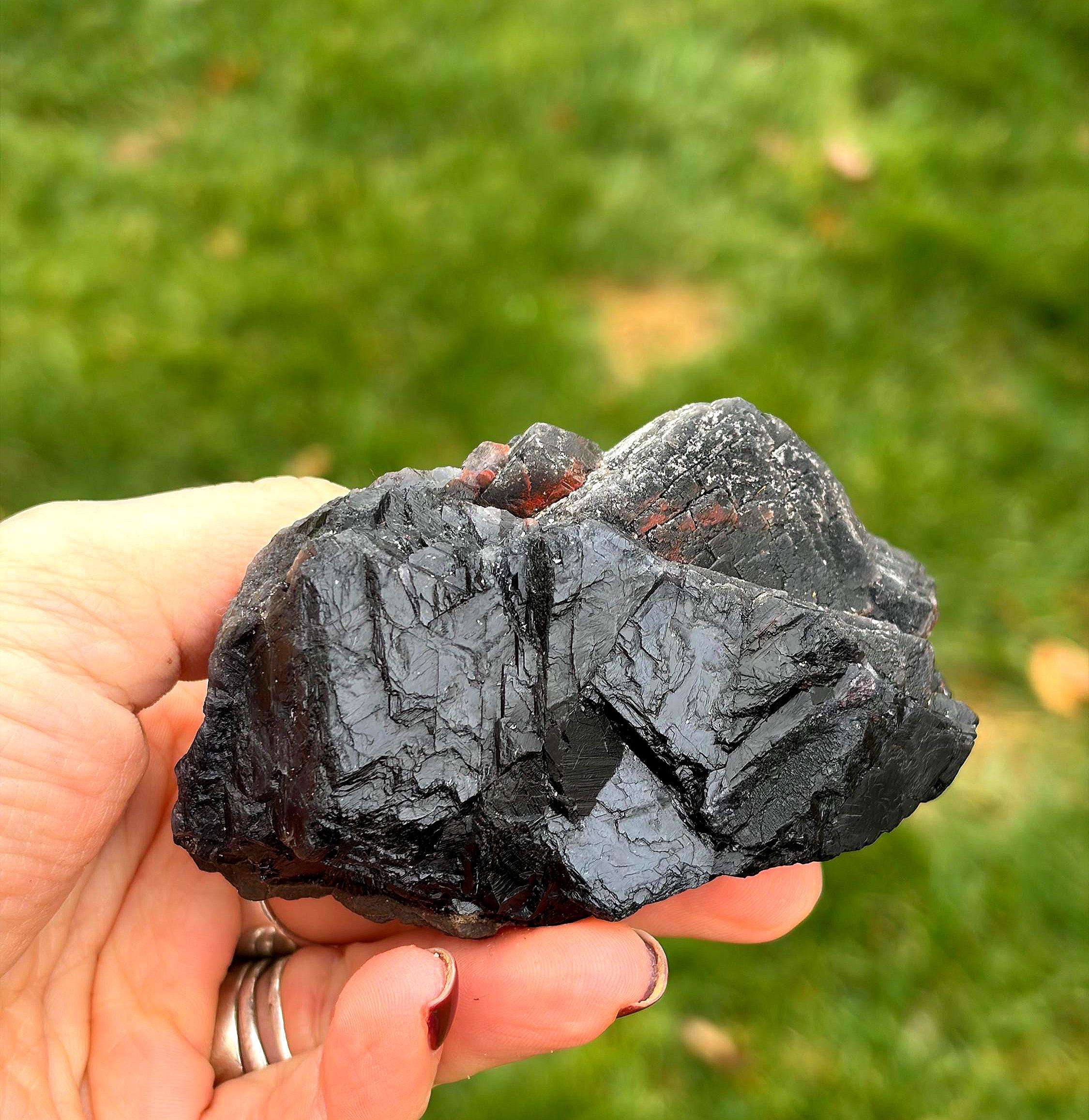 Espécimen de Rosa Roja