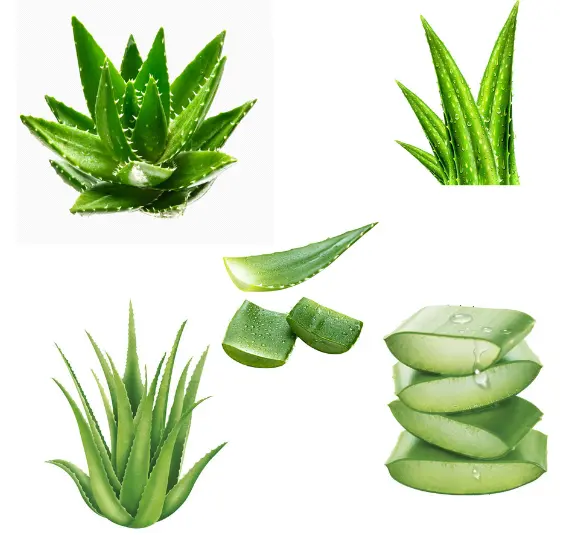 Top Quality Aloe Vera Gel For Skincare Aloe Vera Extract Powder