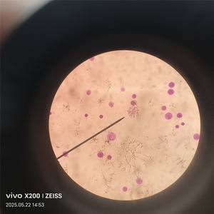 30 Lames de microscope en verre pour biologie cellulaire et génétique, spécimens humains et animaux, pour écoles de médecine - Product Image 2