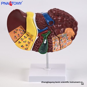 การจำลองทางการแพทย์ตับมนุษย์แบบจำลองทางกายวิภาค PNT-07521พยาธิสภาพตับตับตับพอร์ทัลถุงน้ำดีโครงสร้างท่อน้ำดี - Product Image 5