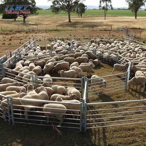 Hàng rào cừu cừu hàng rào tấm cừu và hàng rào dê - Product Image 4