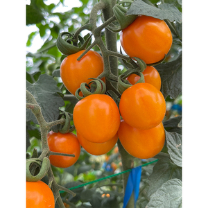 Dolce succosa piccola frutta fresca di pomodoro giallo ciliegia - Product Image 2