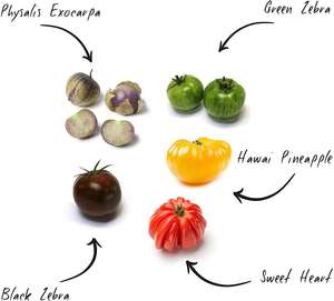 Venta caliente Mini Kit Graines de Tomates Arc en Ciel BIO Le permite cultivar sin esfuerzo sus propios tomates arcoíris - Product Image 5