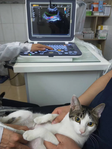 Youboll BPU60 Scanner portable de couleur, outil de contrôle à ultrasons pour médicaments, ordinateur portable - Product Image 2