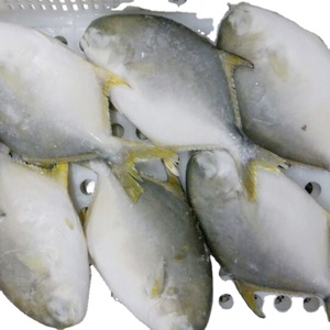 <span class=keywords><strong>Pomfret</strong></span> ปลาสีทองสด - Product Image 1