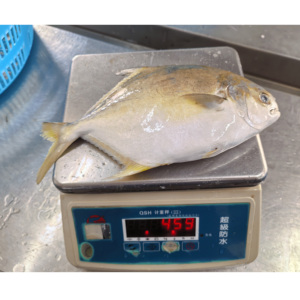 Pescado Congelado de 600-800g, Pargo Dorado, Pomfret, IQF, 100% Peso Neto, Precio de Fábrica en China - Product Image 1