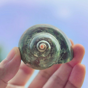 Concha pulida Concha Verde Antiguo Rollo Especial Cangrejo Ermitaño Acuario Peces para Paisaje Amarillo <span class=keywords><strong>Salamandra</strong></span> - Product Image 5