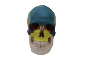 人体モデル学校骨教育解剖学自然サイズ3Dカラー頭蓋骨モデルメーカー直販