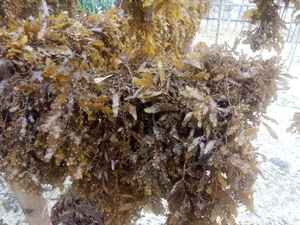 Engrais à base d'algues sargasses séchées de la marque GGN, Vietnam, meilleure qualité, prix compétitif pour l'alimentation animale, modèle SR-DSSF - Product Image 5