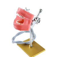 Modelo de Cabeza para Entrenamiento Dental, Simulador Dental Phantom sobre Mesa, Maniquí con Soporte para Estudiantes de Medicina, CE/ISO