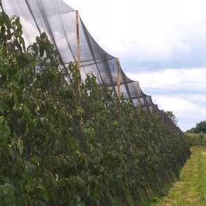 Malla de Protección <span class=keywords><strong>para</strong></span> Árboles <span class=keywords><strong>Frutales</strong></span> y Plantas, Anti-Pájaros, Contra Gorriones y Plagas, Verde - Product Image 6
