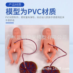 Modèle de soins du placenta pour nouveau-nés, modèle de placenta, modèle de soins infantiles/modèle d'embryon, soins du cordon ombilical - Product Image 5