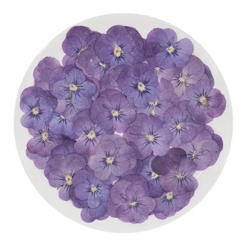 MNR1927 Виола высушенное растение с тиснением для фоторамки настольная лампа маникюр украшение для лица цветок