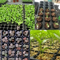 Semoir de type seringue pour semis de légumes, pastèques, choux et choux rouges