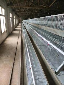 Jaulas para gallinas ponedoras, gallinas ponedoras con batería automática, proveedor de equipos - Product Image 5