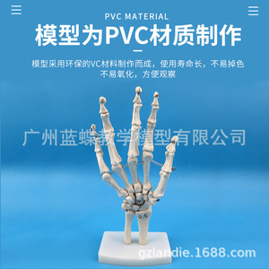 แบบจำลองข้อต่อมือ; แบบจำลองกระดูกอัลน่าและกระดูกรัศมีของมือ; โครงกระดูกมนุษย์; แบบจำลองโครงกระดูกมือมนุษย์ - Product Image 3