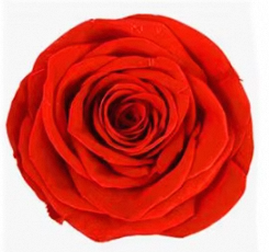 Nouvelle ouverture de <span class=keywords><strong>magasin</strong></span>, cadeau de la Saint-Valentin, vie éternelle, éternité illimitée, roses stabilisées et conservées pour la remise des diplômes, Noël - Product Image 4