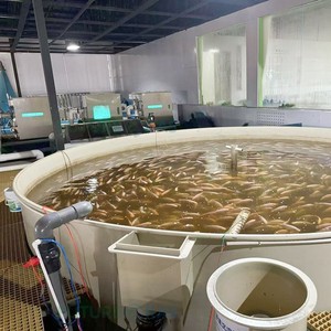 Système complet d'aquaculture Ras pour l'élevage de crevettes, de tilapias et de saumons en eau douce, équipement intelligent automatisé pour l'eau salée - Product Image 5