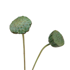 Cây Giống Hoa Sen Pu Nhân Tạo Để Trang Trí Hoa Sen Giả Lá Sen Hoa Sen Nhân Tạo - Product Image 6