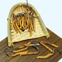 Extrait de Mycélium de Cordyceps Sinensis Sauvage Entier Séché en Gros, Poudre de Fleur de Champignon Longrich Militaris
