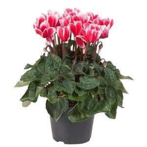 <span class=keywords><strong>Cyclamen</strong></span> en pot : jeunes plants à fleurs abondantes toute l'année, faciles à cultiver, grandes fleurs pour balcons et espaces intérieurs, décoration florale du Nouvel An, effet papillon - Product Image 5