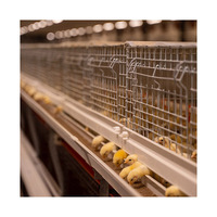 Nouvelle cage d'élevage automatique de type A pour poussins et poulets d'un jour