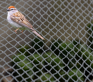 <span class=keywords><strong>Bird</strong></span> lưới tái sử dụng vườn HDPE nhà kính nhựa chim Aviary bằng chứng net màu xanh lá cây màu chống <span class=keywords><strong>Bird</strong></span> lưới cho nông nghiệp - Product Image 4