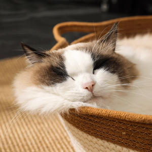 Cama para Gatos Universal para Todas las Estaciones, 100% Algodón Tejido, Ecológica, Diseño Clásico de Dibujos Animados, Cómoda, Portátil y Moderna - Product Image 4