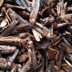 Proteína de Insectos <span class=keywords><strong>Locusta</strong></span> Migratoria Pura en Polvo para Alimentos - Product Image 5