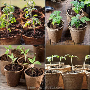Kits de plateaux de démarrage de <span class=keywords><strong>graines</strong></span> pour Pots à haricots, 10 pièces, accessoires biodégradables pour plantes organiques, d'arrosage, livraison directe de l'usine - Product Image 6
