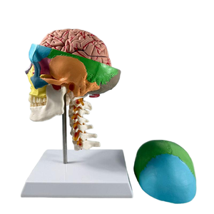Modèle de <span class=keywords><strong>crâne</strong></span> humain coloré avec 7 vertèbres cervicales et structure cérébrale en 8 parties, modèle anatomique pédagogique pour l'enseignement de la biologie - Product Image 3
